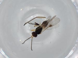  ( - BIOUG63040-C04)  @11 [ ] CreativeCommons - Attribution (2020) Centre for Biodiversity Genomics Centre for Biodiversity Genomics