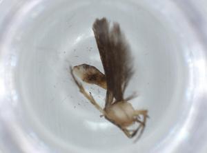  ( - BIOUG61561-C11)  @11 [ ] CreativeCommons - Attribution (2020) Centre for Biodiversity Genomics Centre for Biodiversity Genomics