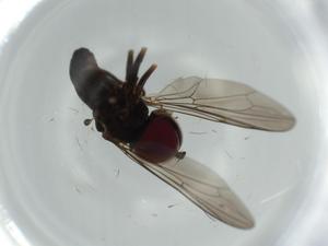  ( - BIOUG61577-A07)  @11 [ ] CreativeCommons - Attribution (2020) Centre for Biodiversity Genomics Centre for Biodiversity Genomics