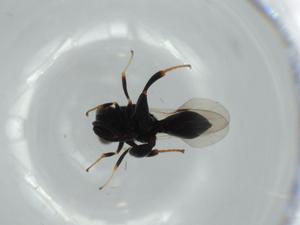  ( - BIOUG61587-B07)  @11 [ ] CreativeCommons - Attribution (2020) Centre for Biodiversity Genomics Centre for Biodiversity Genomics