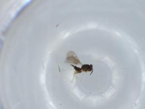  ( - BIOUG62370-G08)  @11 [ ] CreativeCommons - Attribution (2020) Centre for Biodiversity Genomics Centre for Biodiversity Genomics