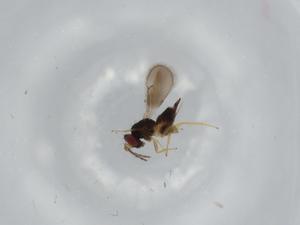  ( - BIOUG62389-D07)  @11 [ ] CreativeCommons - Attribution (2020) Centre for Biodiversity Genomics Centre for Biodiversity Genomics