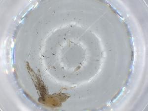  ( - BIOUG62454-C05)  @11 [ ] CreativeCommons - Attribution (2020) Centre for Biodiversity Genomics Centre for Biodiversity Genomics