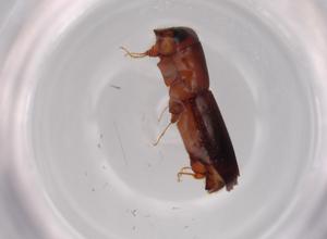  ( - BIOUG62605-E12)  @11 [ ] CreativeCommons - Attribution (2020) Centre for Biodiversity Genomics Centre for Biodiversity Genomics