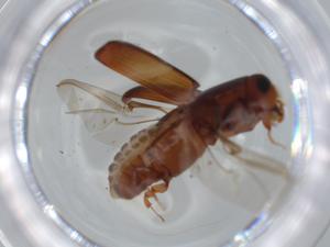  ( - BIOUG62036-D02)  @11 [ ] CreativeCommons - Attribution (2020) Centre for Biodiversity Genomics Centre for Biodiversity Genomics