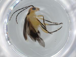  ( - BIOUG62041-A12)  @11 [ ] CreativeCommons - Attribution (2020) Centre for Biodiversity Genomics Centre for Biodiversity Genomics