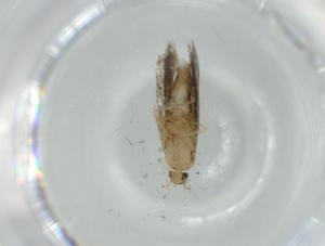  ( - BIOUG62042-E07)  @11 [ ] CreativeCommons - Attribution (2020) Centre for Biodiversity Genomics Centre for Biodiversity Genomics