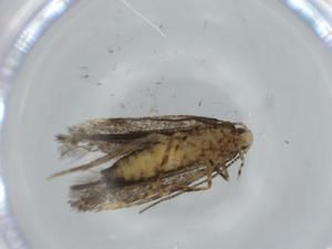  ( - BIOUG62060-F02)  @11 [ ] CreativeCommons - Attribution (2020) Centre for Biodiversity Genomics Centre for Biodiversity Genomics