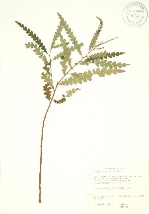  ( - PHK 028)  @11 [ ] Copyright (2009) Steven Newmaster University of Guelph BIO Herbarium