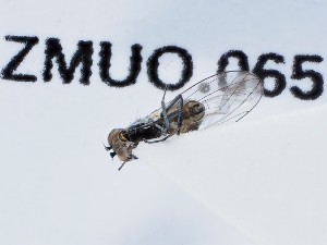  ( - ZMUO.065719)  @11 [ ] by-nc (2023) Marko Mutanen University of Oulu