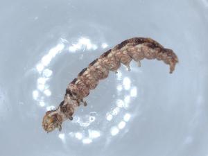  (Aristotelia BioLep5091 - BIOUG53878-B03)  @11 [ ] CreativeCommons - Attribution (2020) Centre for Biodiversity Genomics Centre for Biodiversity Genomics