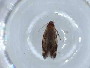  ( - BIOUG53961-E05)  @11 [ ] CreativeCommons - Attribution (2020) Centre for Biodiversity Genomics Centre for Biodiversity Genomics