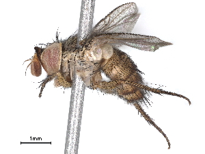 (Ceromya Malaise9282 - BIOUG52715-C06)  @14 [ ] CreativeCommons - Attribution (2020) CBG Photography Group Centre for Biodiversity Genomics