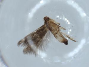  ( - BIOUG54052-G08)  @11 [ ] CreativeCommons - Attribution (2020) Centre for Biodiversity Genomics Centre for Biodiversity Genomics