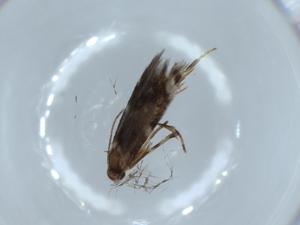  ( - BIOUG54092-C10)  @11 [ ] CreativeCommons - Attribution (2020) Centre for Biodiversity Genomics Centre for Biodiversity Genomics