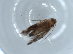  ( - BIOUG54093-A10)  @11 [ ] CreativeCommons - Attribution (2020) Centre for Biodiversity Genomics Centre for Biodiversity Genomics