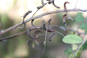  (Indigofera suffruticosa - IBO-DEMATT-38)  @11 [ ] Copyright (2014) IBONE IBONE