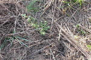  (Borreria brachystemonoides - IBO-DEMATT-62)  @11 [ ] Copyright (2014) IBONE IBONE