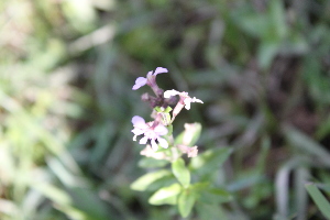  (Cuphea racemosa subsp racemosa - IBO-DEMATT-79)  @11 [ ] Copyright (2014) IBONE IBONE