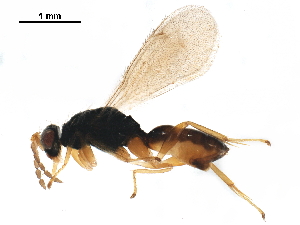  (Euplectrus magdae - BIOUG54135-H04)  @15 [ ] CreativeCommons - Attribution (2020) CBG Photography Group Centre for Biodiversity Genomics