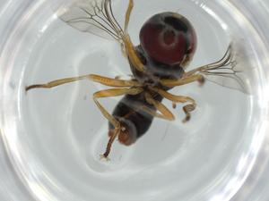  ( - BIOUG60572-E04)  @11 [ ] CreativeCommons - Attribution (2020) Centre for Biodiversity Genomics Centre for Biodiversity Genomics