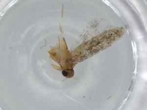  ( - BIOUG60580-B12)  @11 [ ] CreativeCommons - Attribution (2020) Centre for Biodiversity Genomics Centre for Biodiversity Genomics