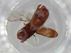  ( - BIOUG61200-E08)  @11 [ ] CreativeCommons - Attribution (2020) Centre for Biodiversity Genomics Centre for Biodiversity Genomics