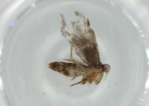  ( - BIOUG59375-D08)  @11 [ ] CreativeCommons - Attribution (2020) Centre for Biodiversity Genomics Centre for Biodiversity Genomics