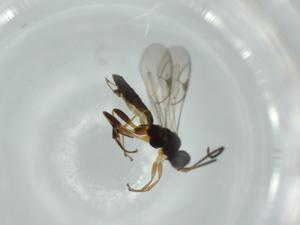  ( - BIOUG59379-C03)  @11 [ ] CreativeCommons - Attribution (2020) Centre for Biodiversity Genomics Centre for Biodiversity Genomics