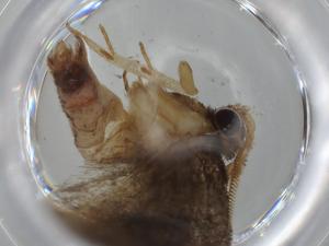  ( - BIOUG61169-E09)  @11 [ ] CreativeCommons - Attribution (2020) Centre for Biodiversity Genomics Centre for Biodiversity Genomics