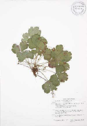  ( - BAR179)  @11 [ ] Copyright (2009) Steven Newmaster University of Guelph BIO Herbarium