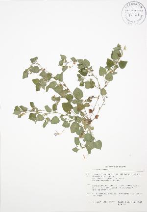  ( - BAR193)  @11 [ ] Copyright (2009) Steven Newmaster University of Guelph BIO Herbarium