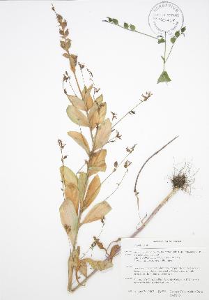  ( - BAR213)  @11 [ ] Copyright (2009) Steven Newmaster University of Guelph BIO Herbarium