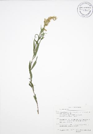  ( - BAR219)  @11 [ ] Copyright (2009) Steven Newmaster University of Guelph BIO Herbarium