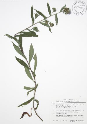  ( - BAR217)  @11 [ ] Copyright (2009) Steven Newmaster University of Guelph BIO Herbarium
