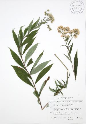  (Aster umbellatus - BAR218)  @14 [ ] Copyright (2009) Steven Newmaster University of Guelph BIO Herbarium