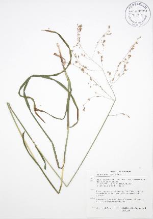  ( - BAR224)  @11 [ ] Copyright (2009) Steven Newmaster University of Guelph BIO Herbarium