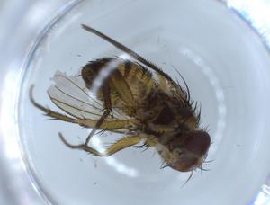 (Ceromya Malaise7028 - BIOUG54304-H04)  @11 [ ] CreativeCommons - Attribution (2020) Centre for Biodiversity Genomics Centre for Biodiversity Genomics