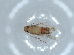  ( - BIOUG54280-G09)  @11 [ ] CreativeCommons - Attribution (2020) Centre for Biodiversity Genomics Centre for Biodiversity Genomics