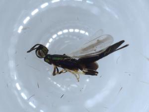  ( - BIOUG54281-A12)  @11 [ ] CreativeCommons - Attribution (2020) Centre for Biodiversity Genomics Centre for Biodiversity Genomics