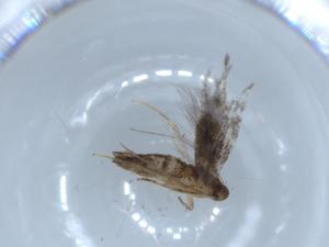  ( - BIOUG54308-B12)  @11 [ ] CreativeCommons - Attribution (2020) Centre for Biodiversity Genomics Centre for Biodiversity Genomics