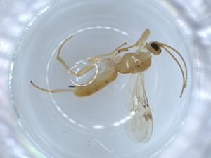  ( - BIOUG54503-A12)  @11 [ ] CreativeCommons - Attribution (2020) Centre for Biodiversity Genomics Centre for Biodiversity Genomics