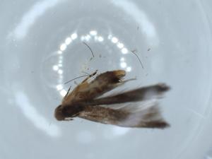  ( - BIOUG54504-B08)  @11 [ ] CreativeCommons - Attribution (2020) Centre for Biodiversity Genomics Centre for Biodiversity Genomics