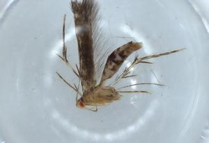  ( - BIOUG54733-E01)  @11 [ ] CreativeCommons - Attribution (2020) Centre for Biodiversity Genomics Centre for Biodiversity Genomics