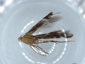  ( - BIOUG54532-H02)  @11 [ ] CreativeCommons - Attribution (2020) Centre for Biodiversity Genomics Centre for Biodiversity Genomics