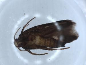  ( - BIOUG54533-A05)  @11 [ ] CreativeCommons - Attribution (2020) Centre for Biodiversity Genomics Centre for Biodiversity Genomics