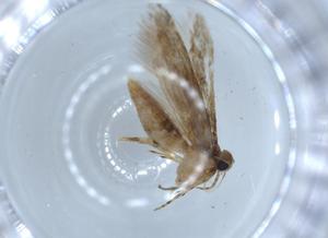  ( - BIOUG54533-A09)  @11 [ ] CreativeCommons - Attribution (2020) Centre for Biodiversity Genomics Centre for Biodiversity Genomics