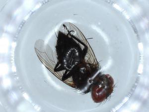  ( - BIOUG54534-B07)  @11 [ ] CreativeCommons - Attribution (2020) Centre for Biodiversity Genomics Centre for Biodiversity Genomics