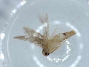  ( - BIOUG54536-E04)  @11 [ ] CreativeCommons - Attribution (2020) Centre for Biodiversity Genomics Centre for Biodiversity Genomics