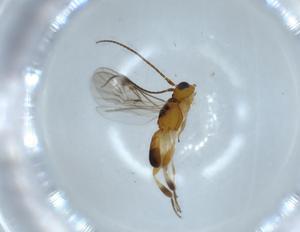  ( - BIOUG54550-E02)  @11 [ ] CreativeCommons - Attribution (2020) Centre for Biodiversity Genomics Centre for Biodiversity Genomics